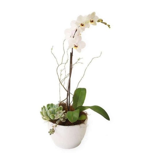 Orquídea con Suculenta