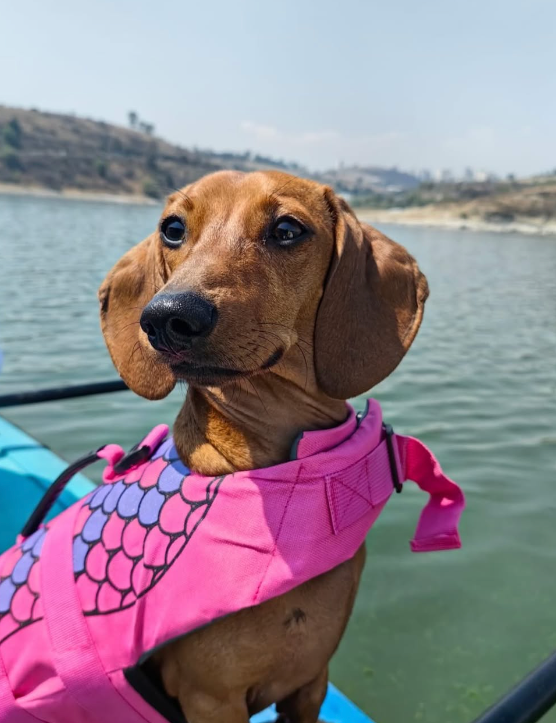 Retrato de tu perro con flores