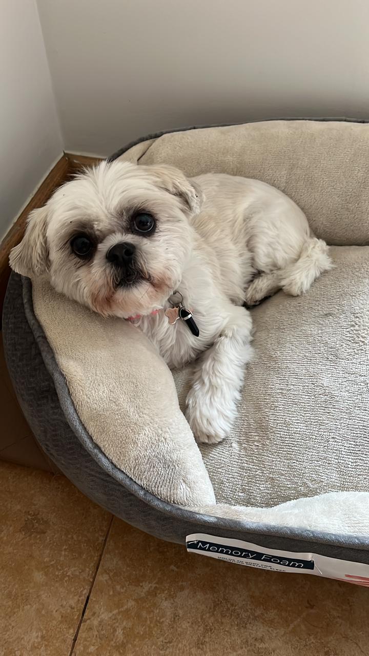 Retrato de tu perro con flores