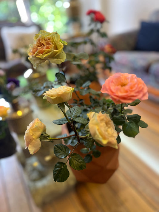 Flores de temporada con Maceta y  Raiz