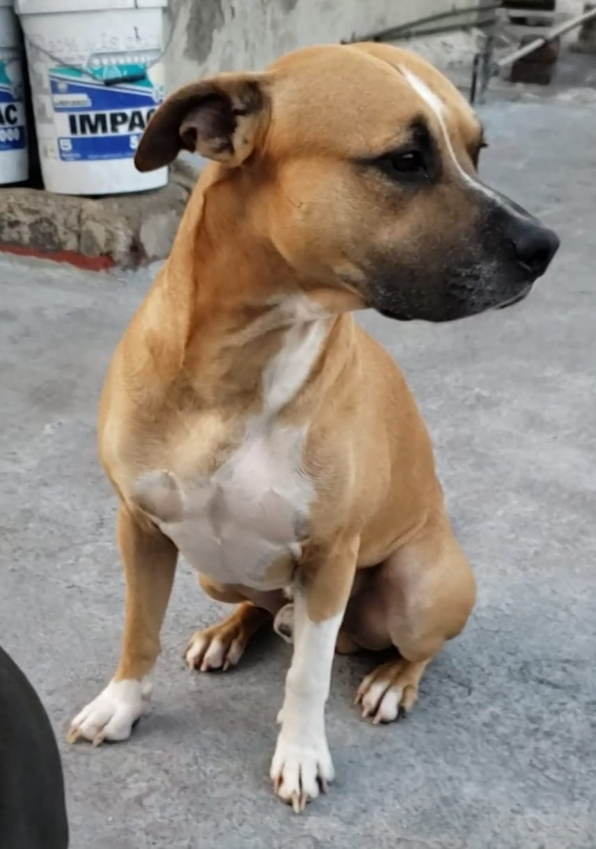 Retrato de tu perro con flores