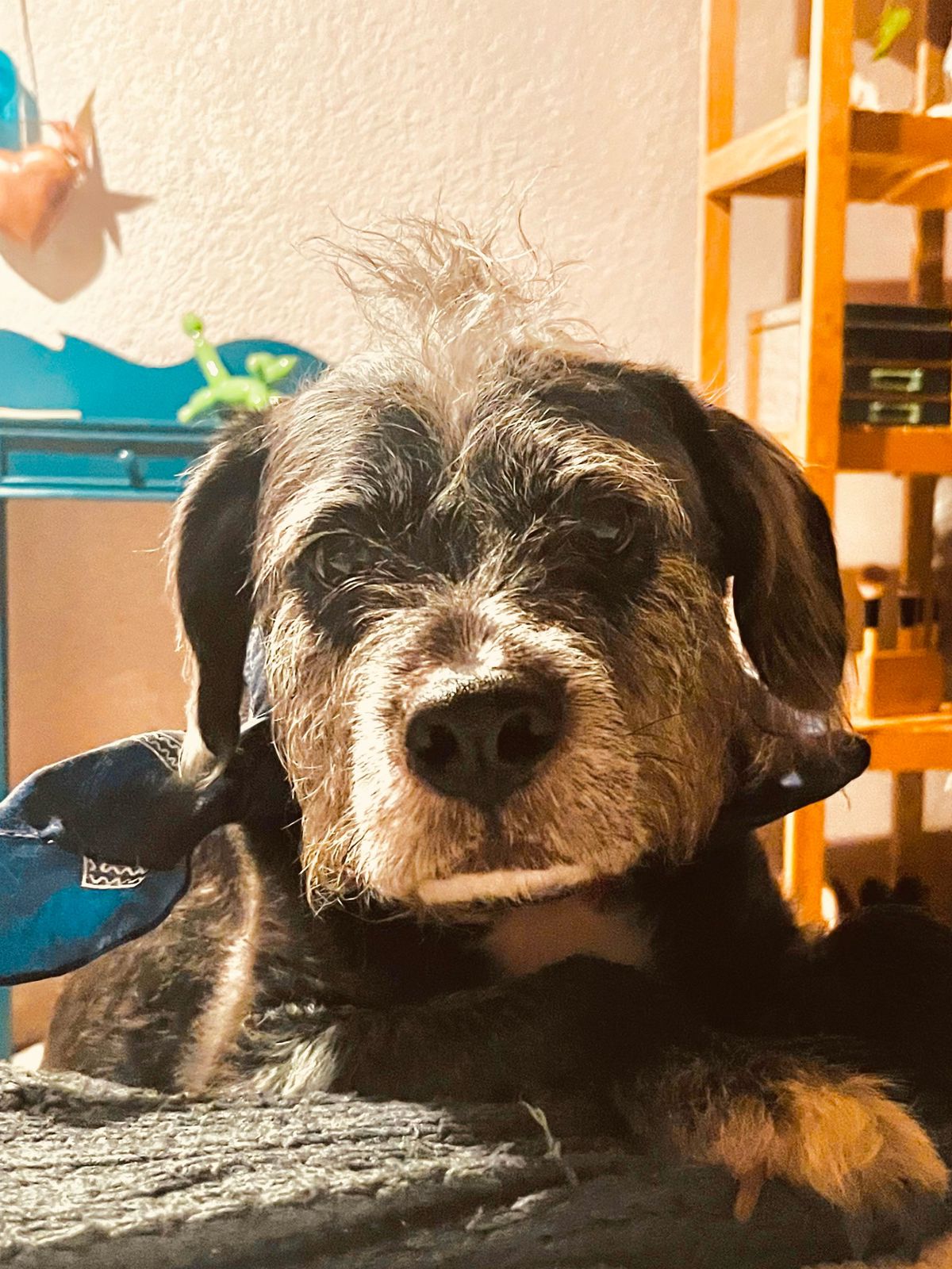 Retrato de tu perro con flores