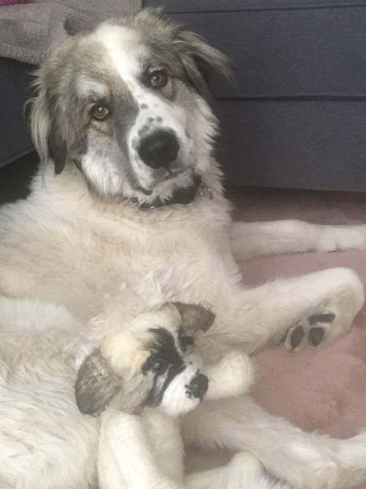Retrato de tu perro con flores